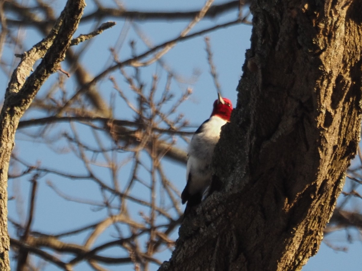 Red-headed Woodpecker - ML622008602