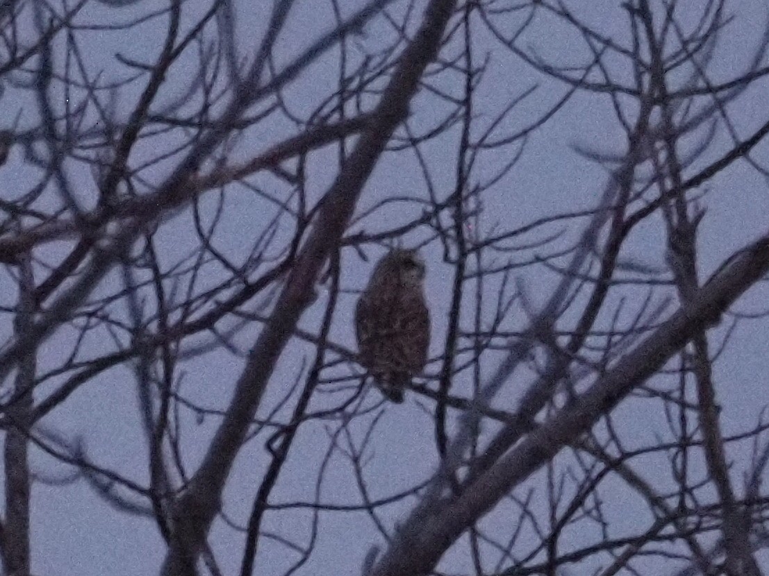 Short-eared Owl - ML622008627