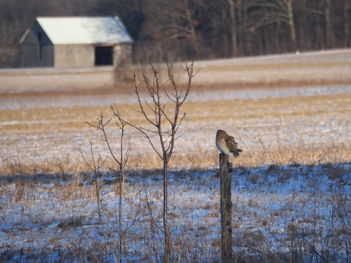 Short-eared Owl - ML622008672