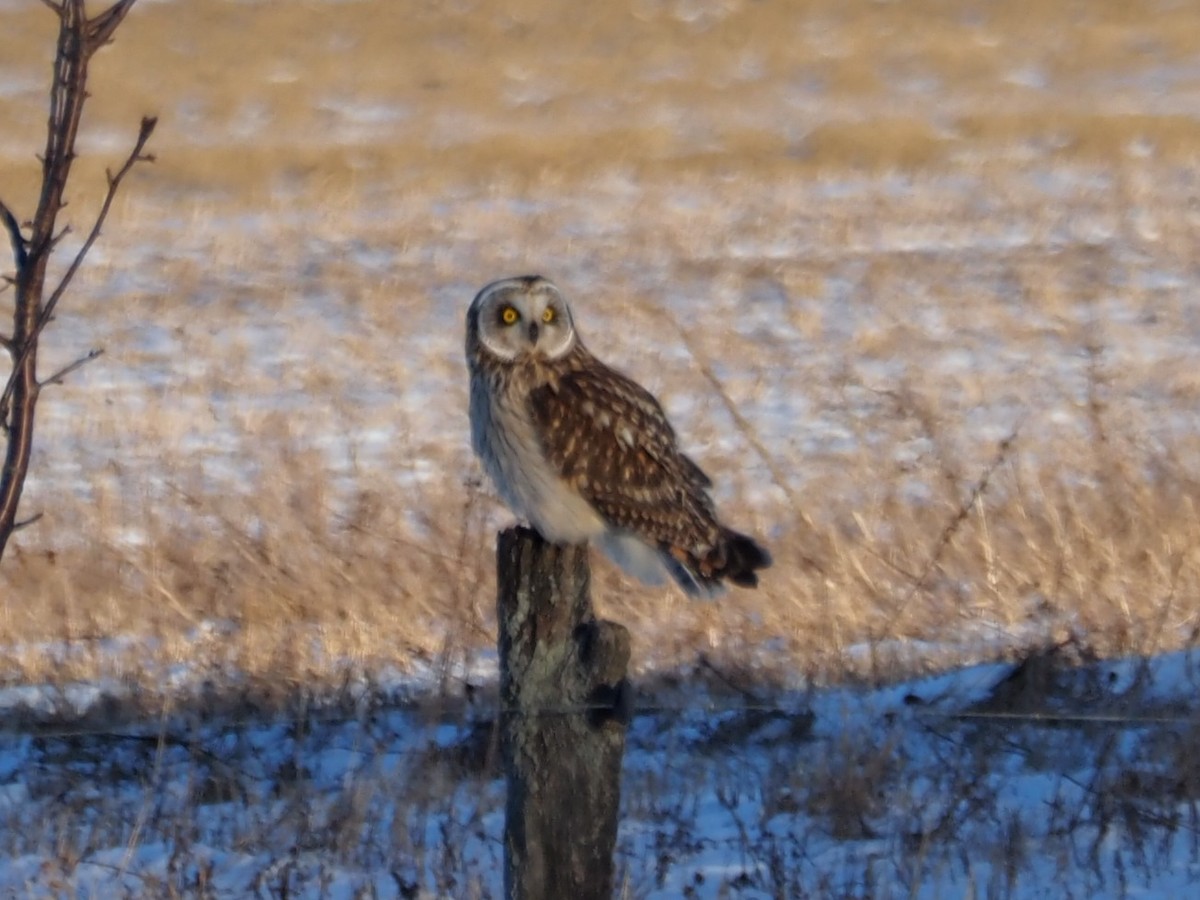 Short-eared Owl - ML622008678