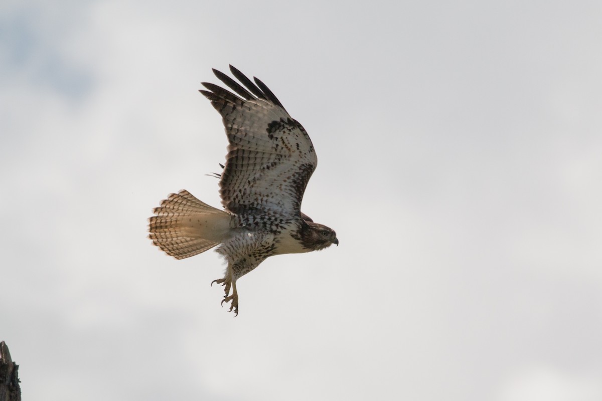 Red-tailed Hawk - ML622008717