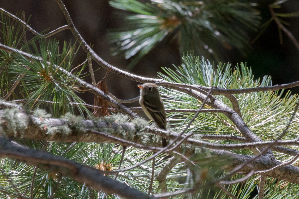 Western Flycatcher - ML622008726