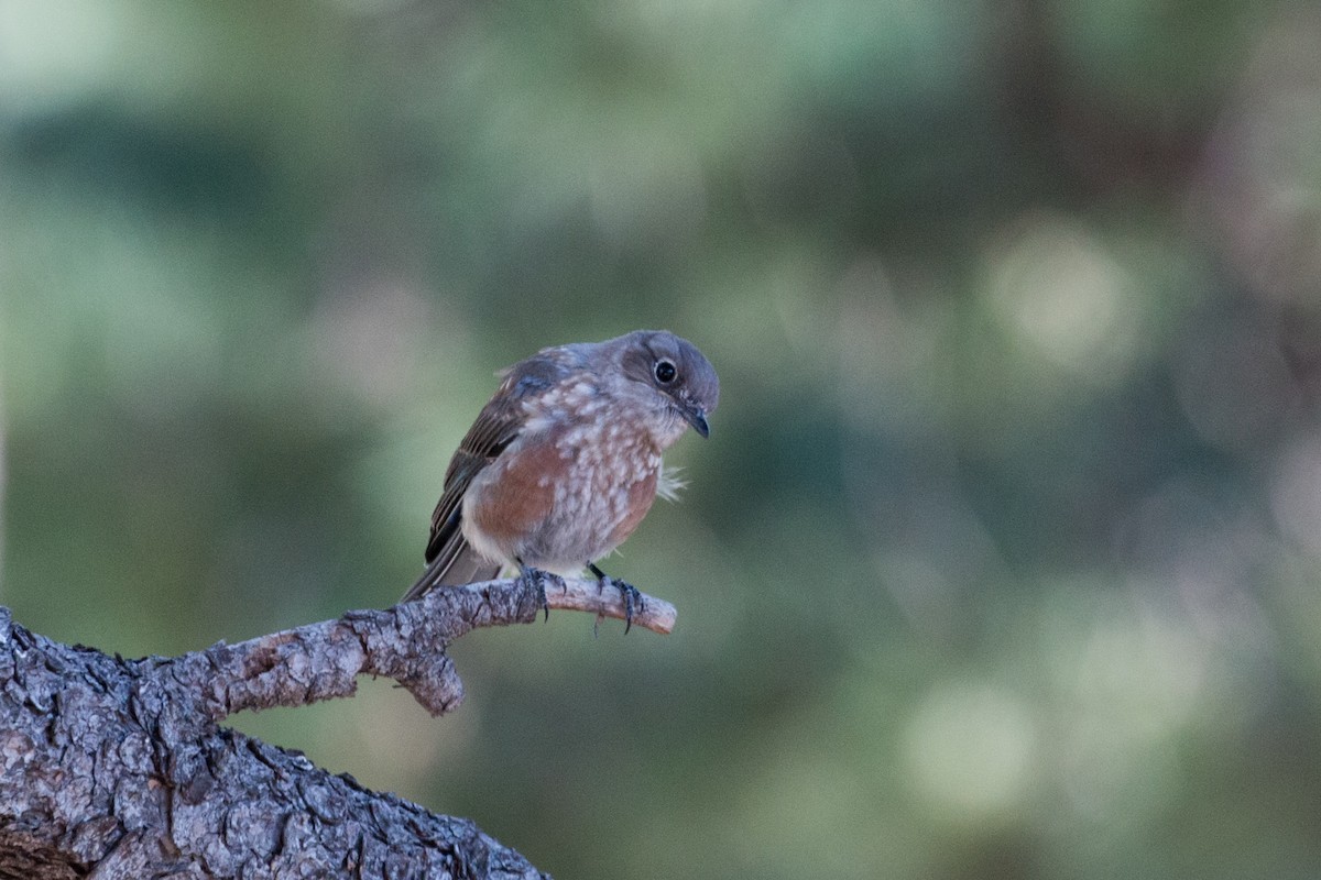 Western Bluebird - ML622008729