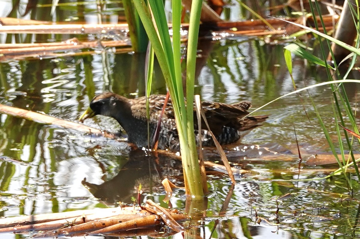 Polluela Sora - ML622008769