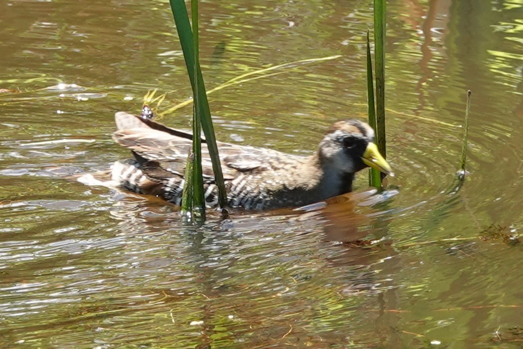 Polluela Sora - ML622008776