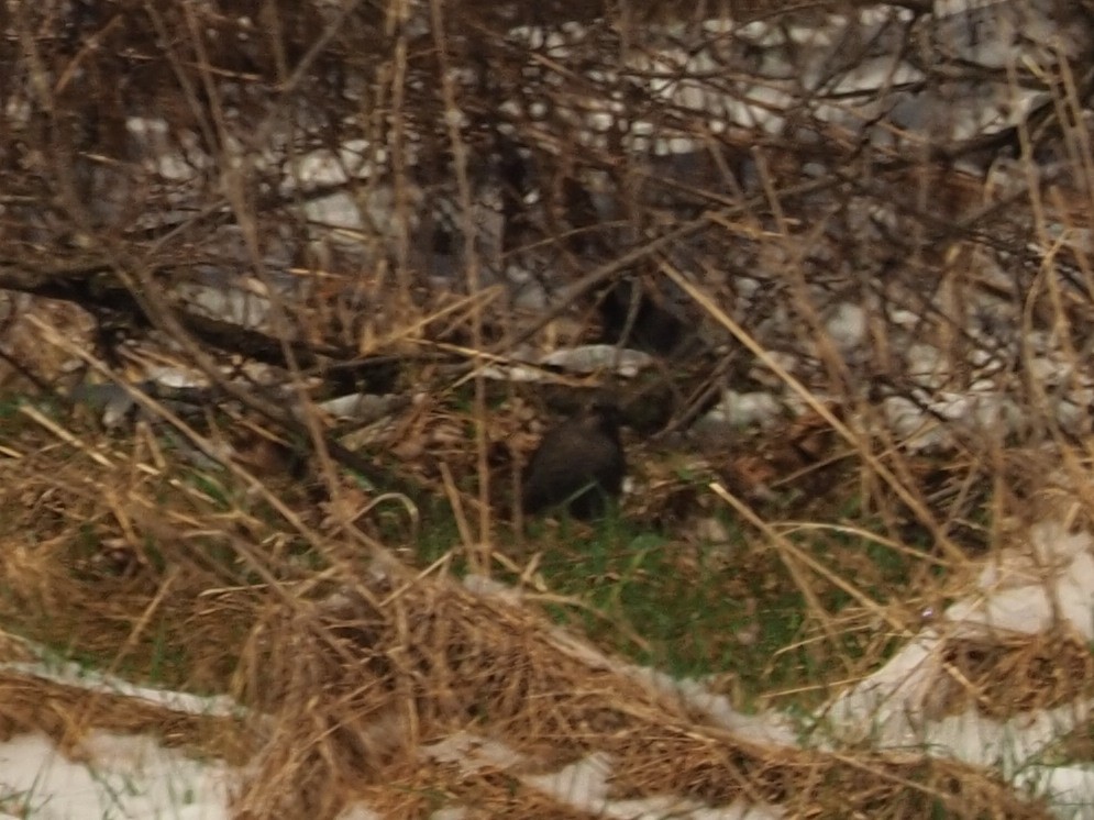 Rusty Blackbird - ML622008799