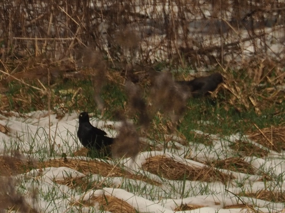 Rusty Blackbird - ML622008802