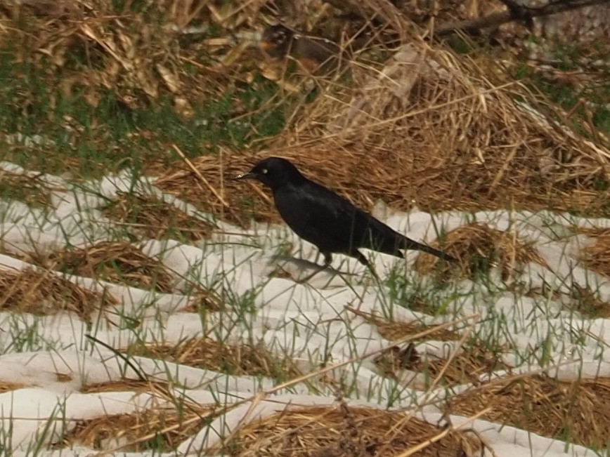 Rusty Blackbird - ML622008805