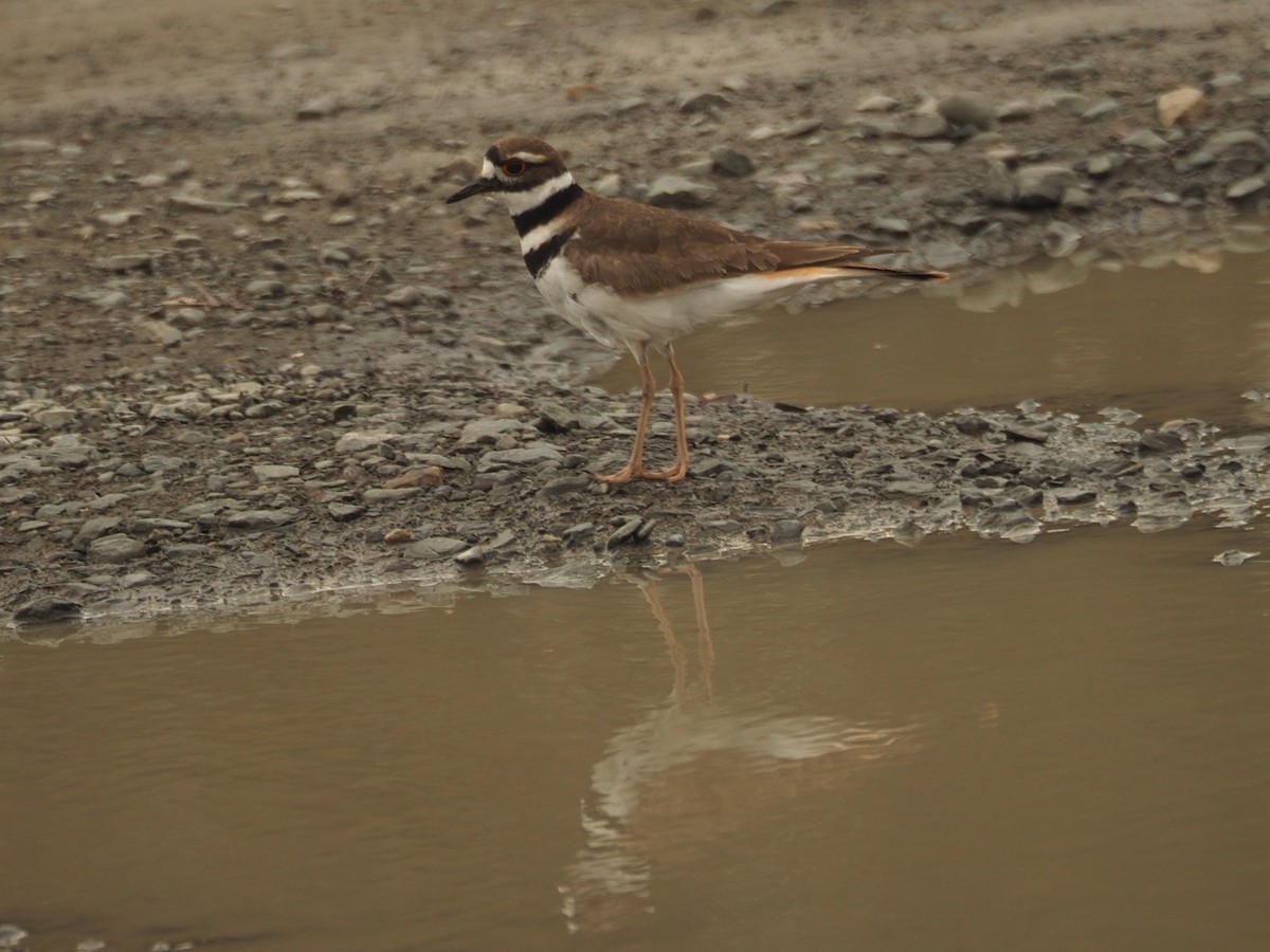 Killdeer - ML622008834