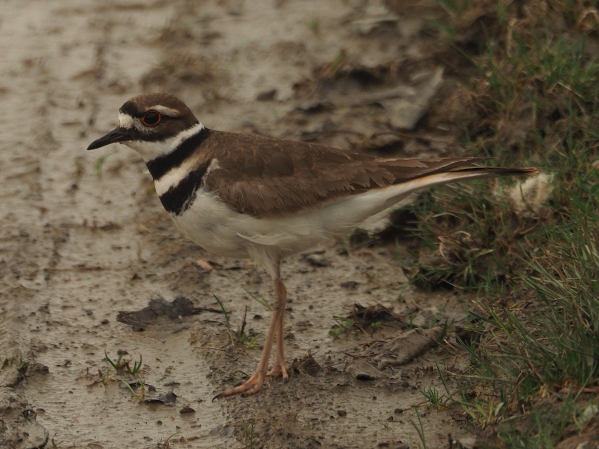 Killdeer - ML622008838