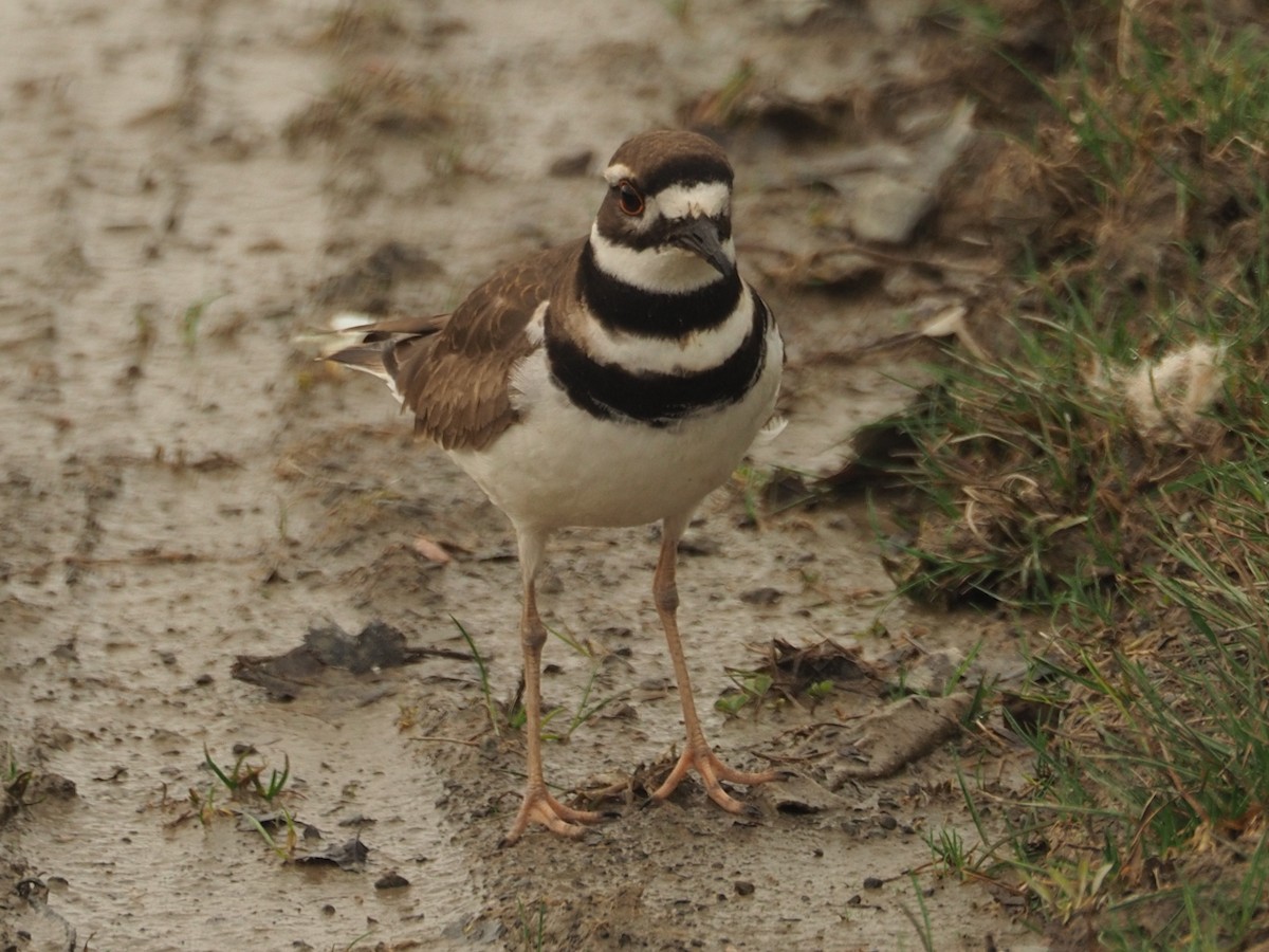 Killdeer - ML622008850