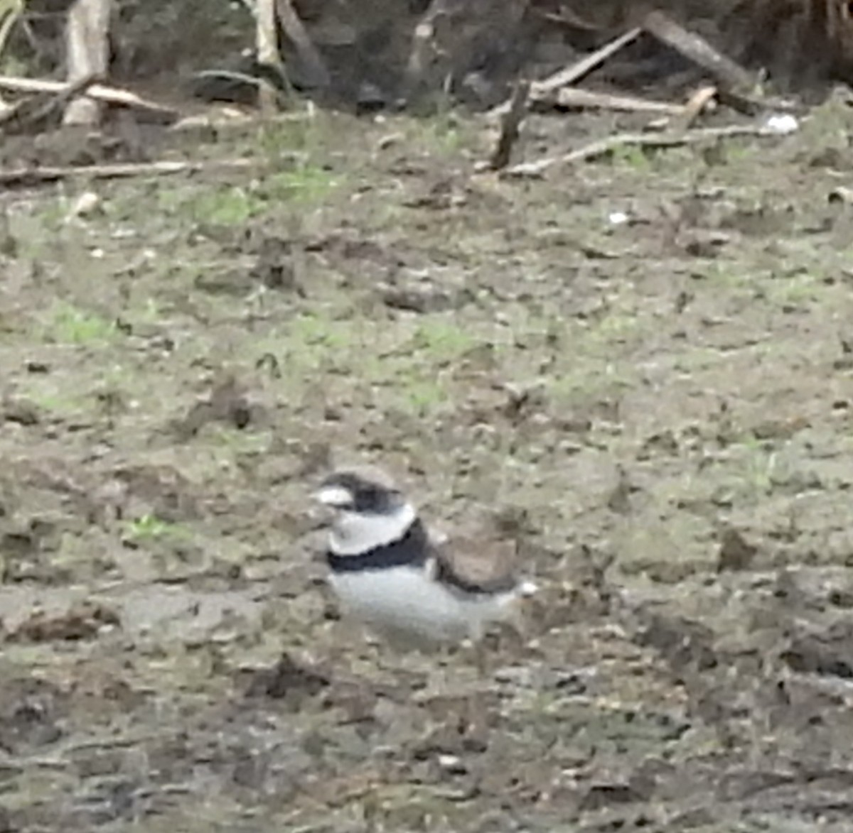 Semipalmated Plover - ML622008907