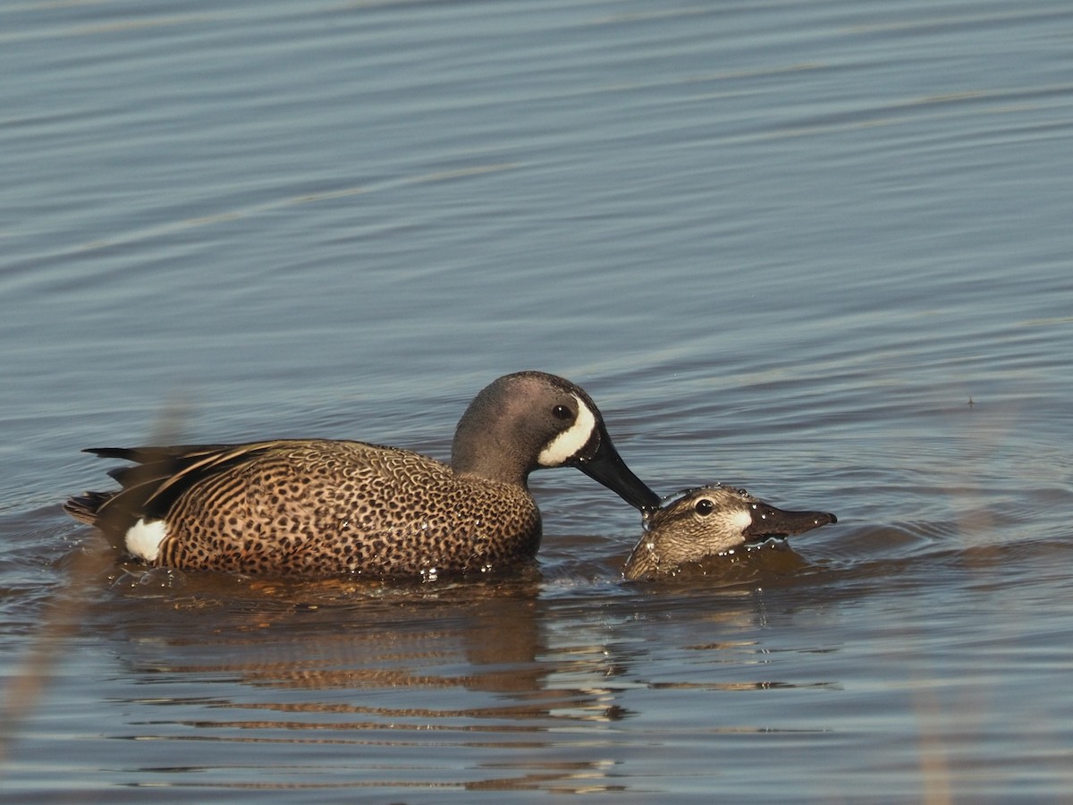 Blue-winged Teal - ML622008926