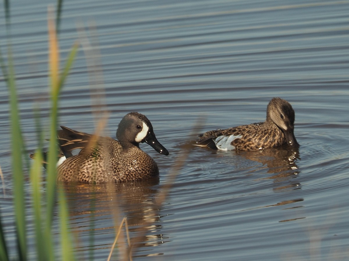 Blue-winged Teal - ML622008932