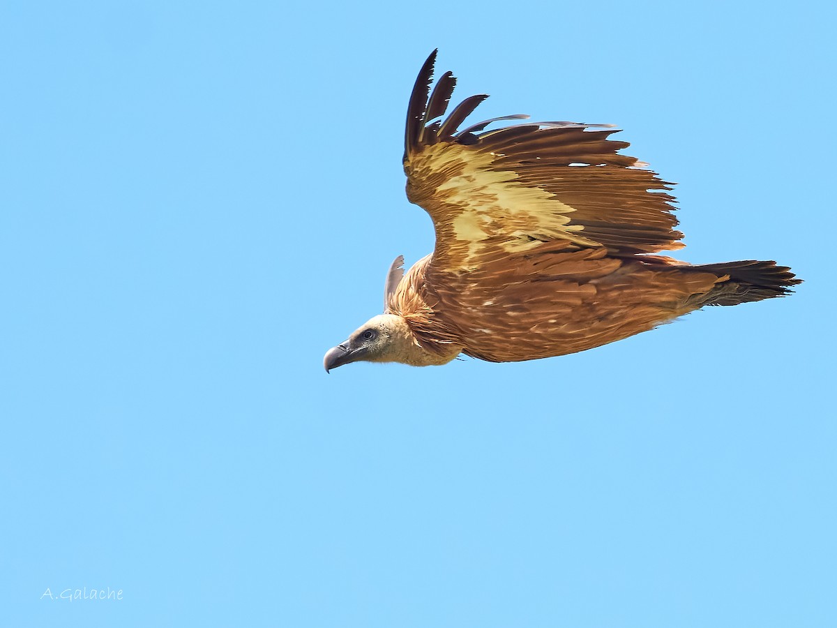 Eurasian Griffon - ML622008934