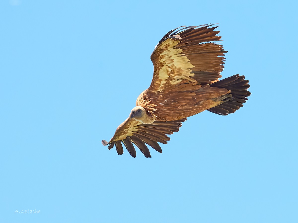 Eurasian Griffon - ML622008935