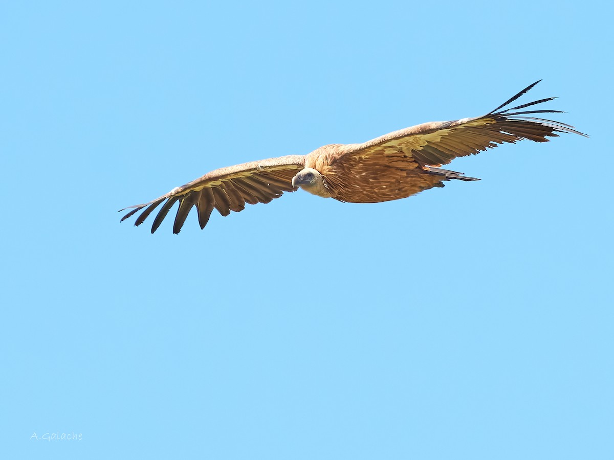 Eurasian Griffon - ML622008936