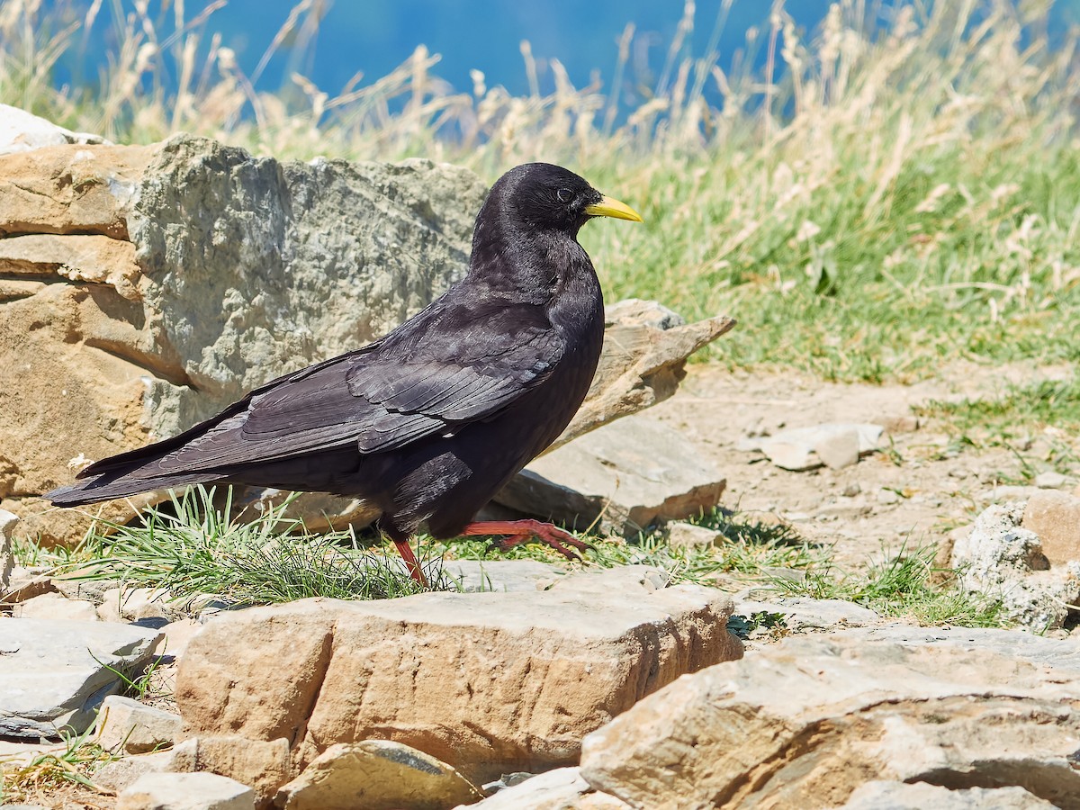 Yellow-billed Chough - ML622008945
