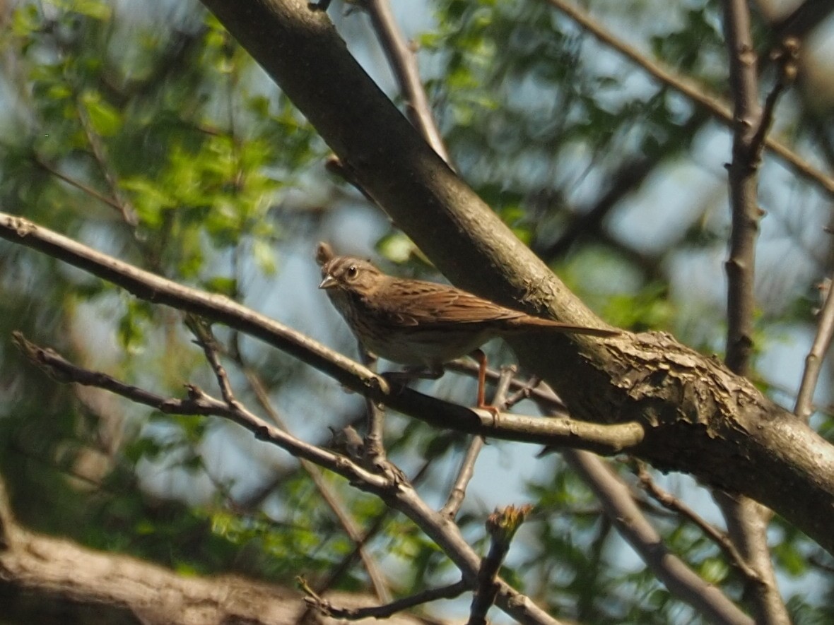 Lincoln's Sparrow - ML622009030