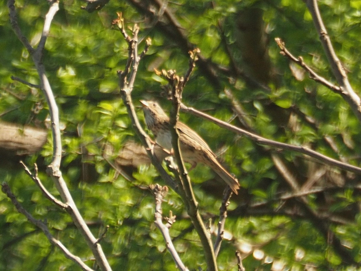 Lincoln's Sparrow - ML622009041