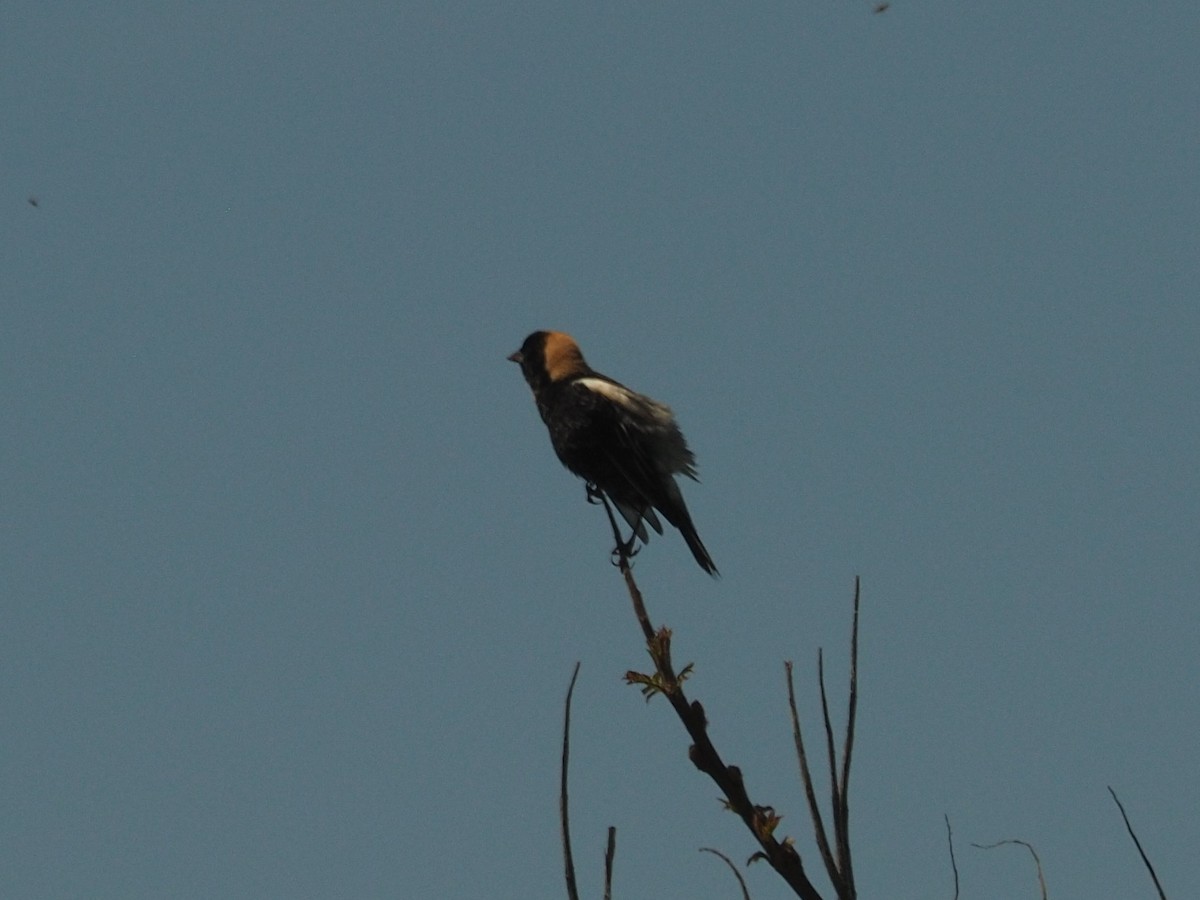 Bobolink - ML622009069