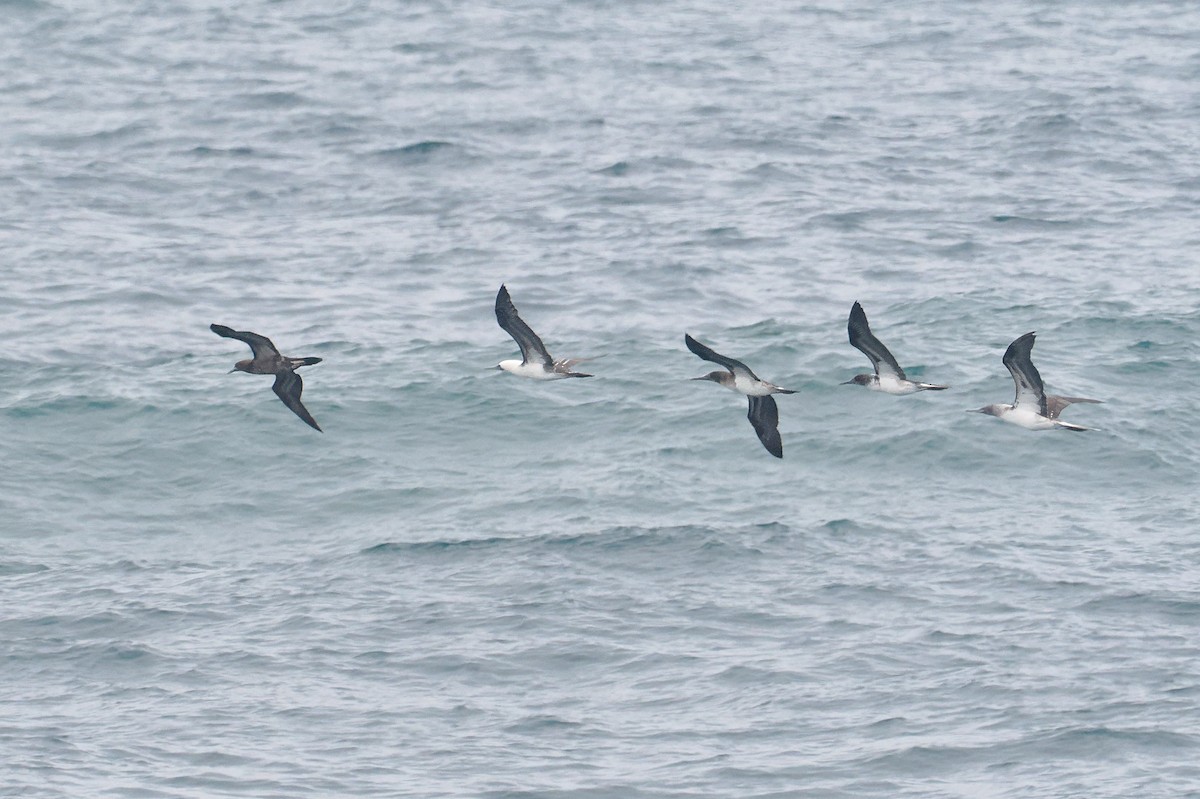 Brown Booby - Roger Ahlman