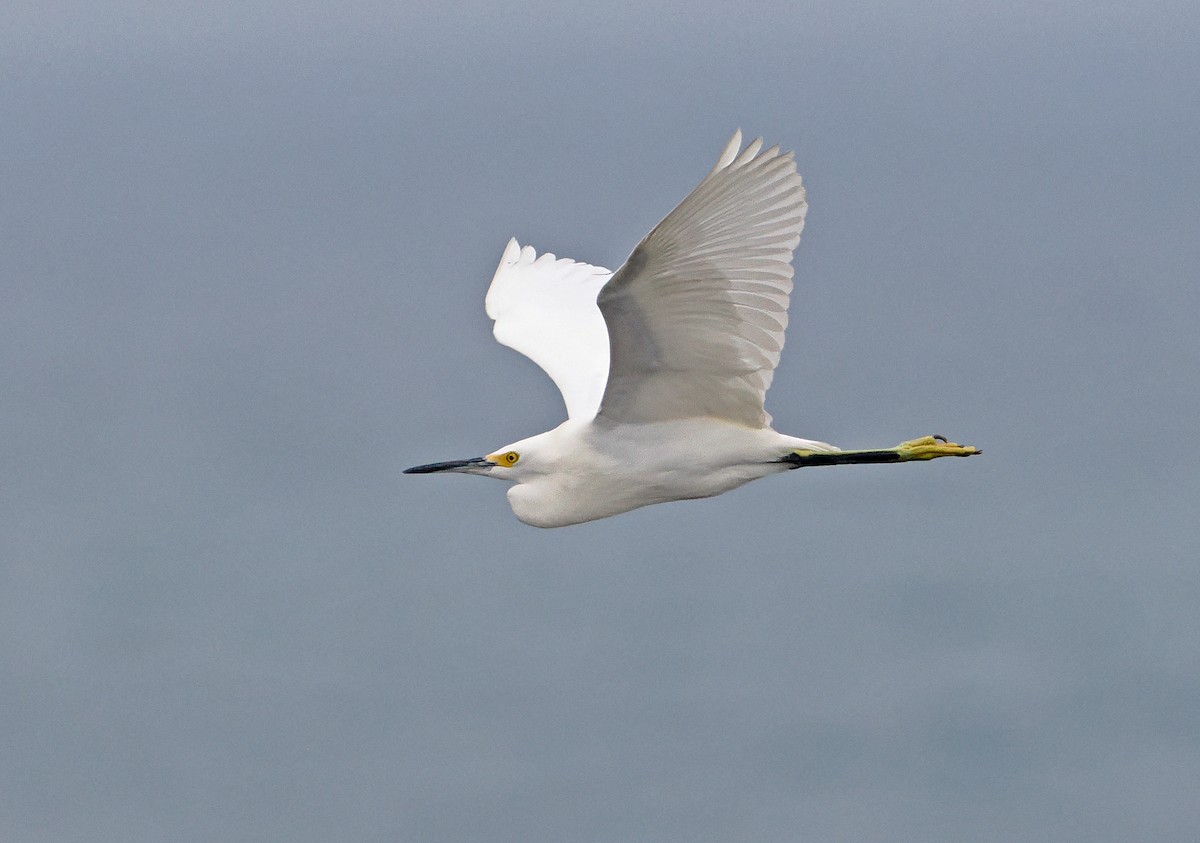 Snowy Egret - ML622009093