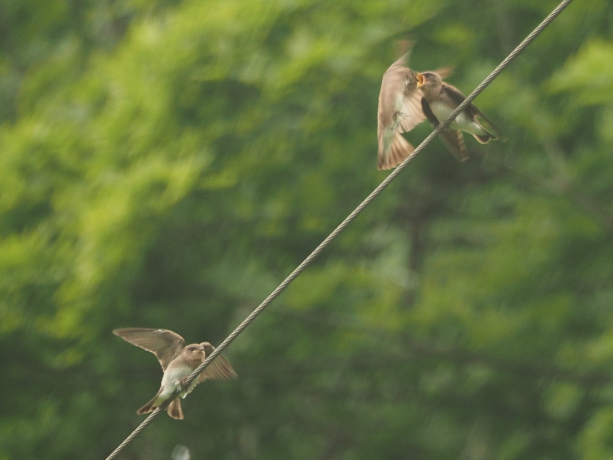 Northern Rough-winged Swallow - ML622009100