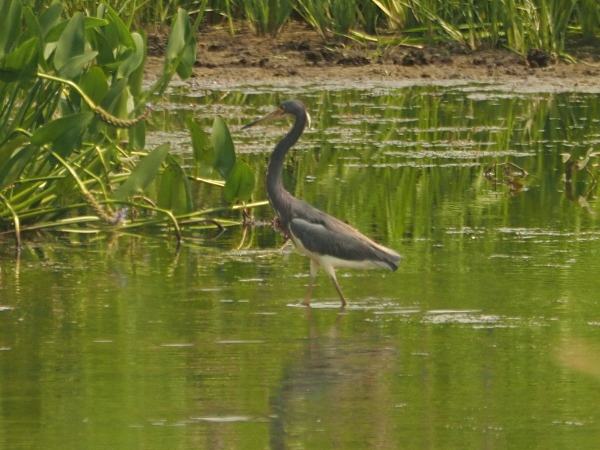 Tricolored Heron - ML622009142