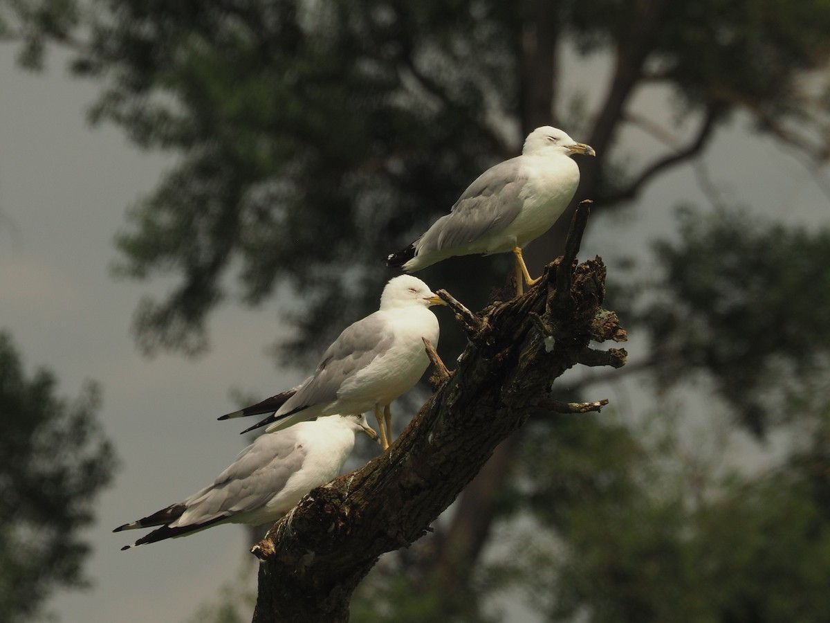 Ring-billed Gull - ML622009158