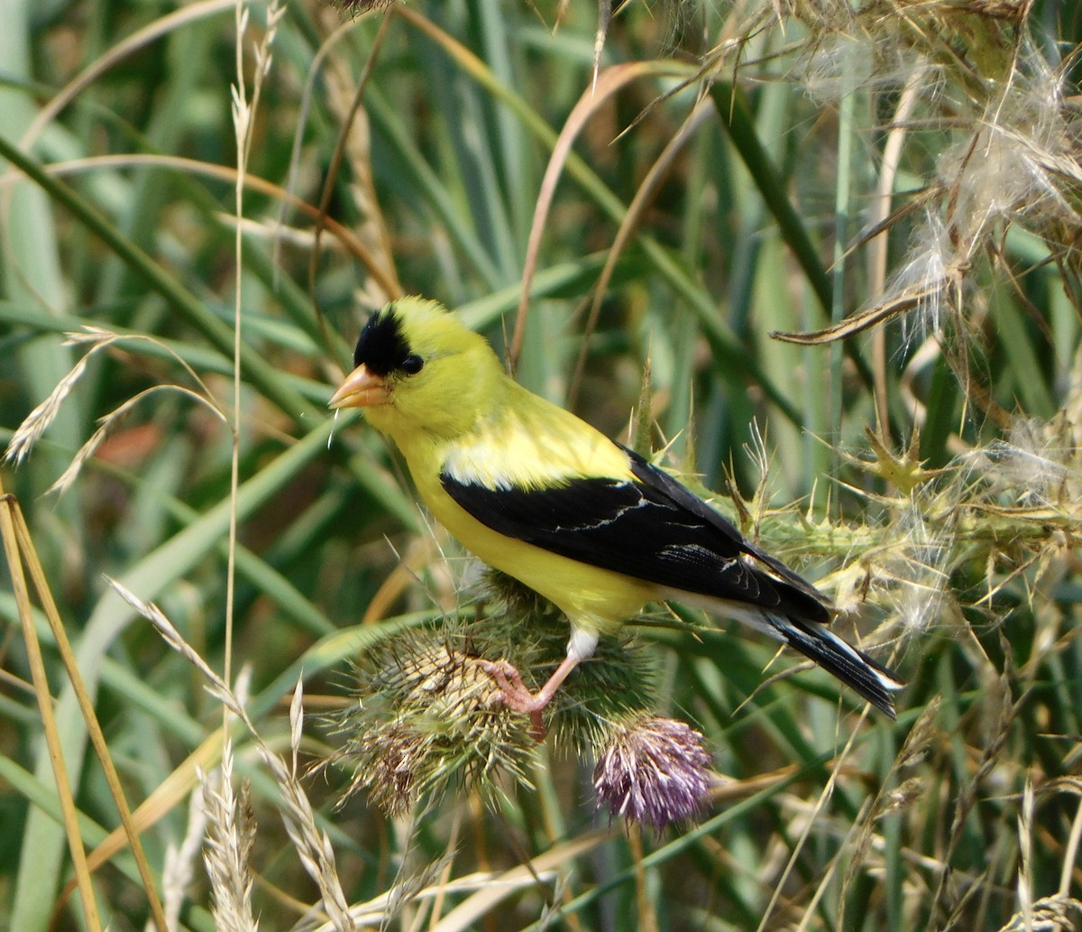 American Goldfinch - ML622009219