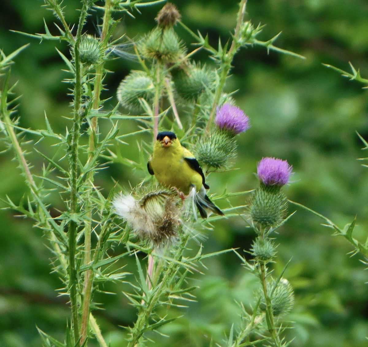 American Goldfinch - ML622009220