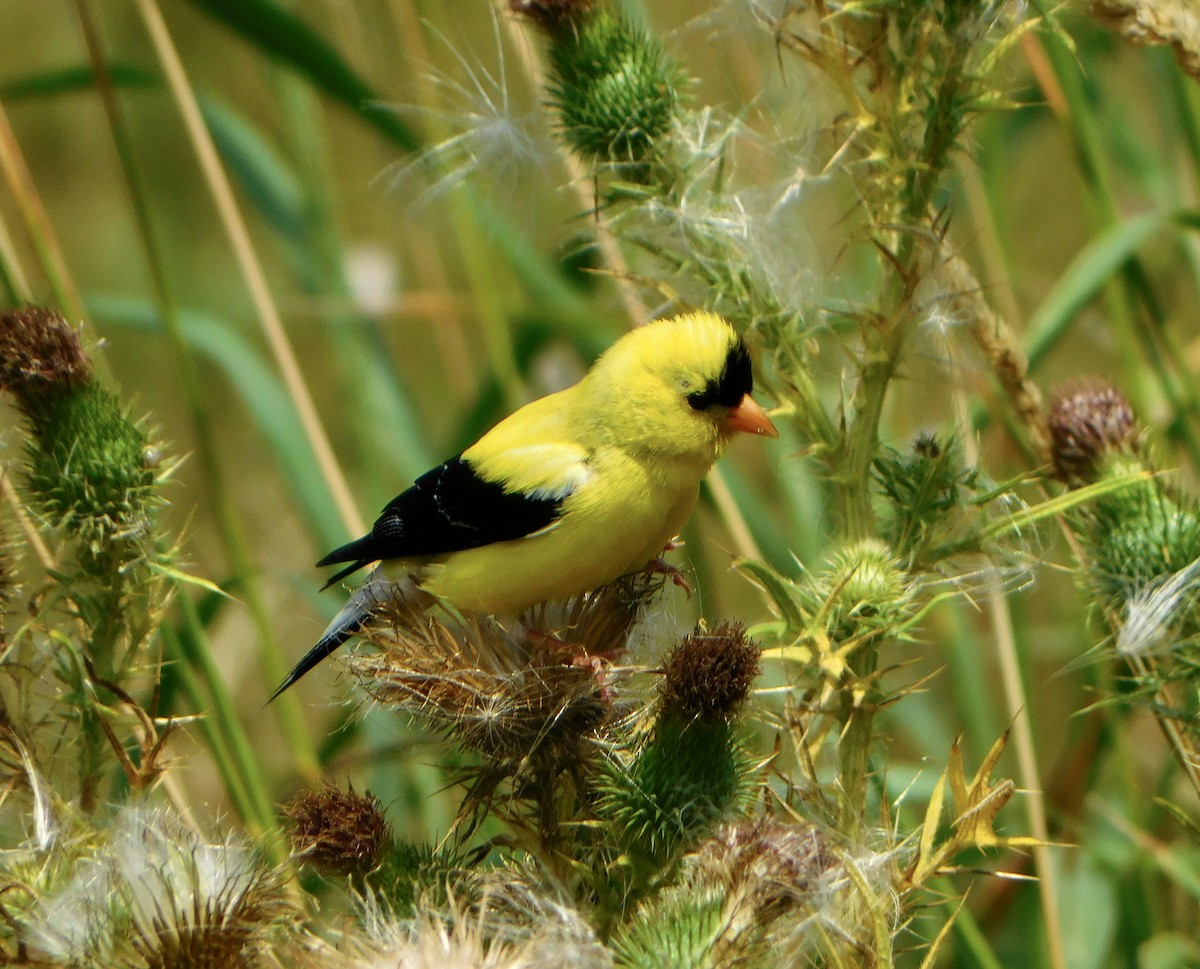 American Goldfinch - ML622009224