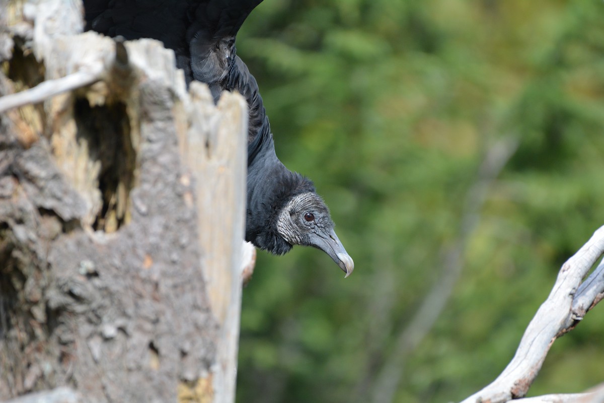 Black Vulture - ML622009281