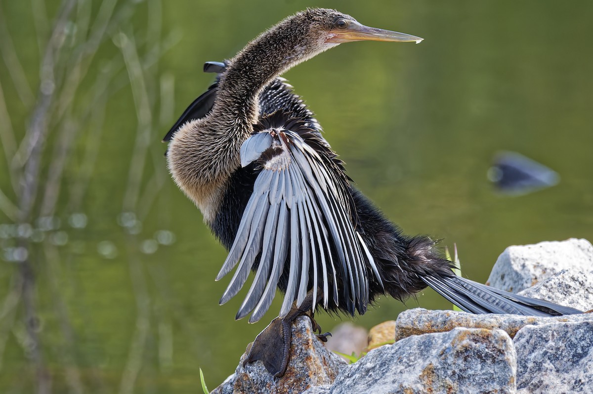 Anhinga - ML622009285
