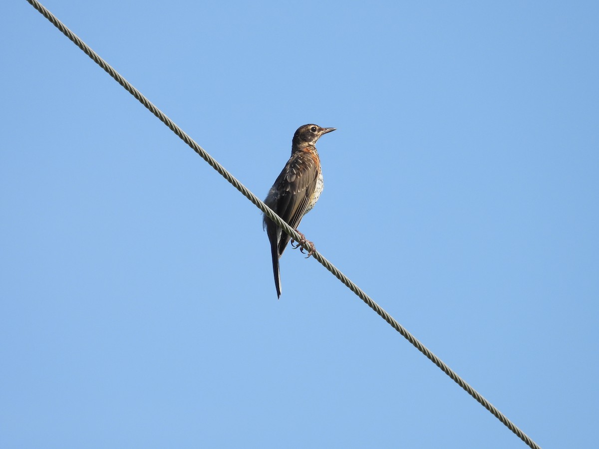 American Robin - ML622009291