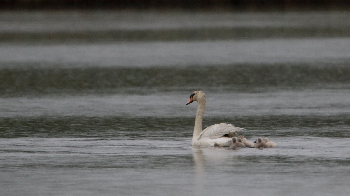 Mute Swan - ML62200941