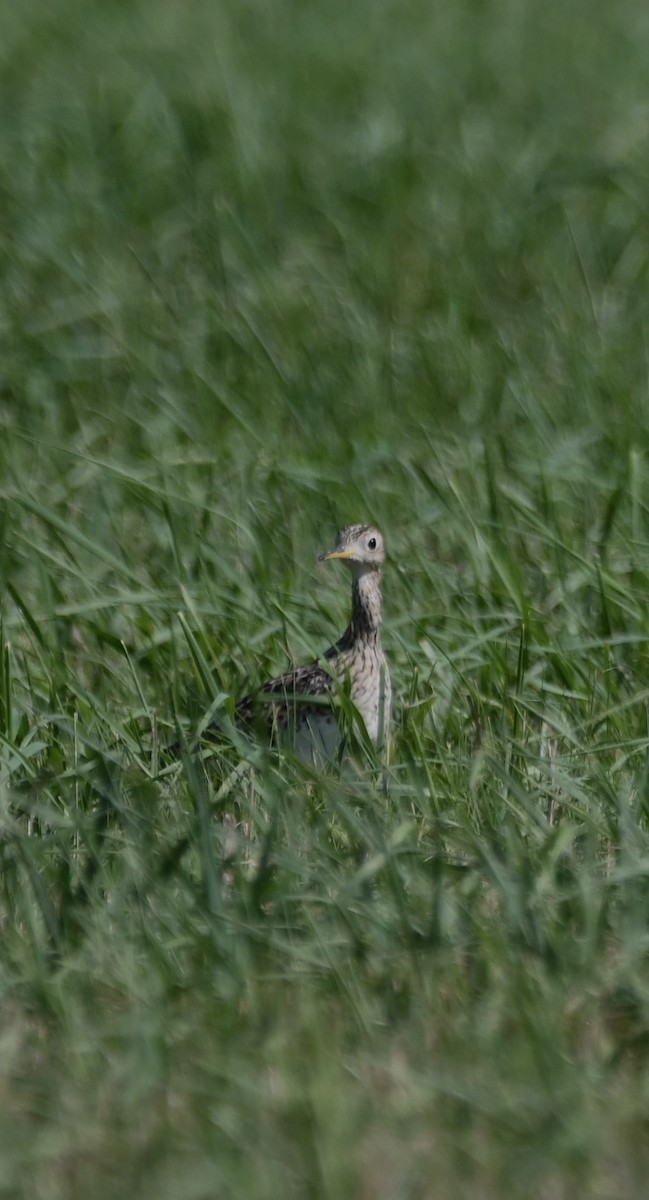 Upland Sandpiper - ML622009499