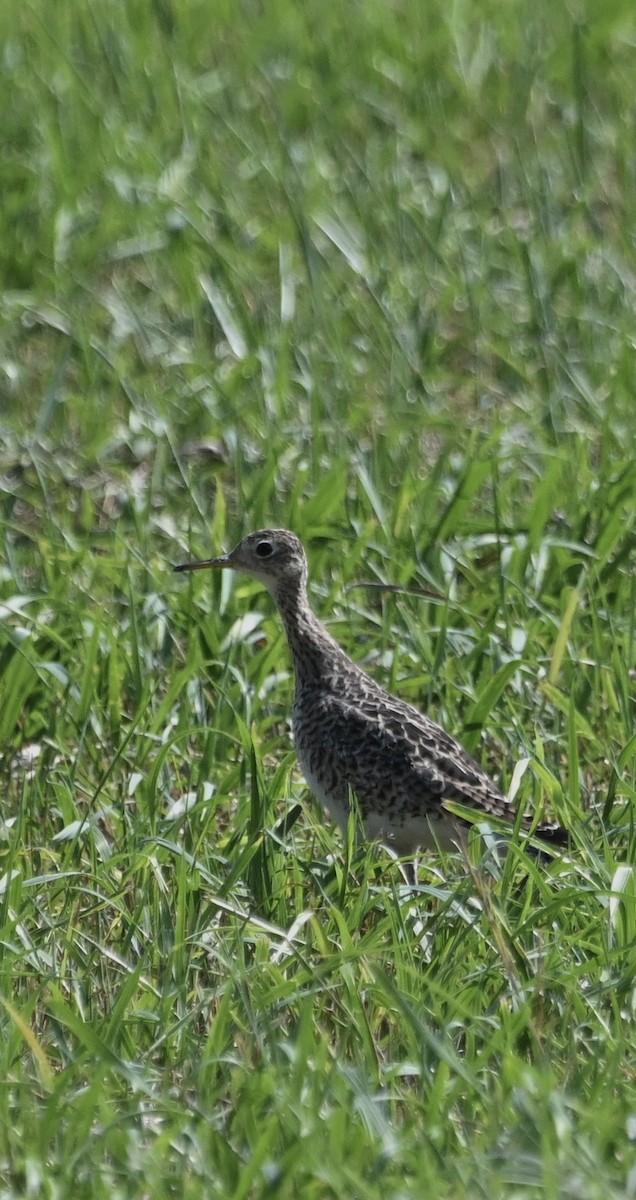 Upland Sandpiper - ML622009500