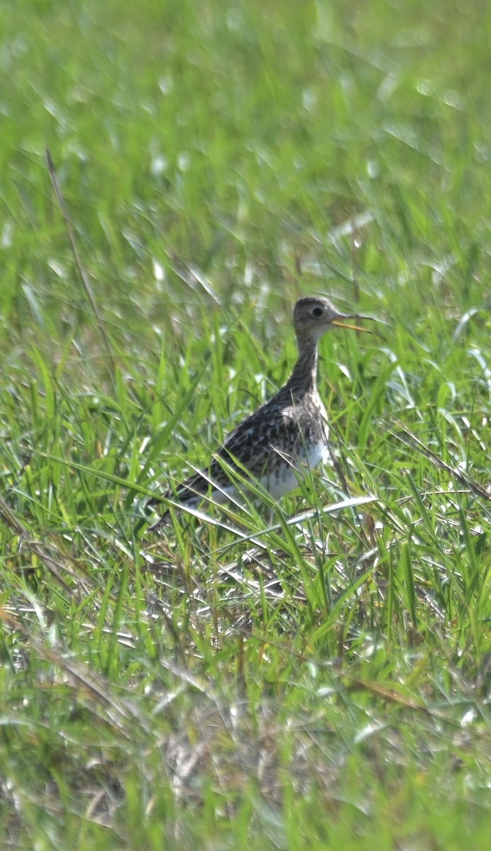 Upland Sandpiper - ML622009501