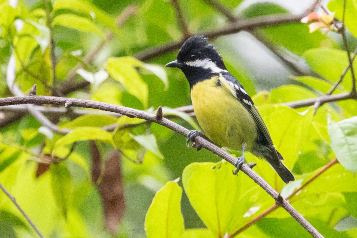 Yellow-bellied Tit - ML622009549