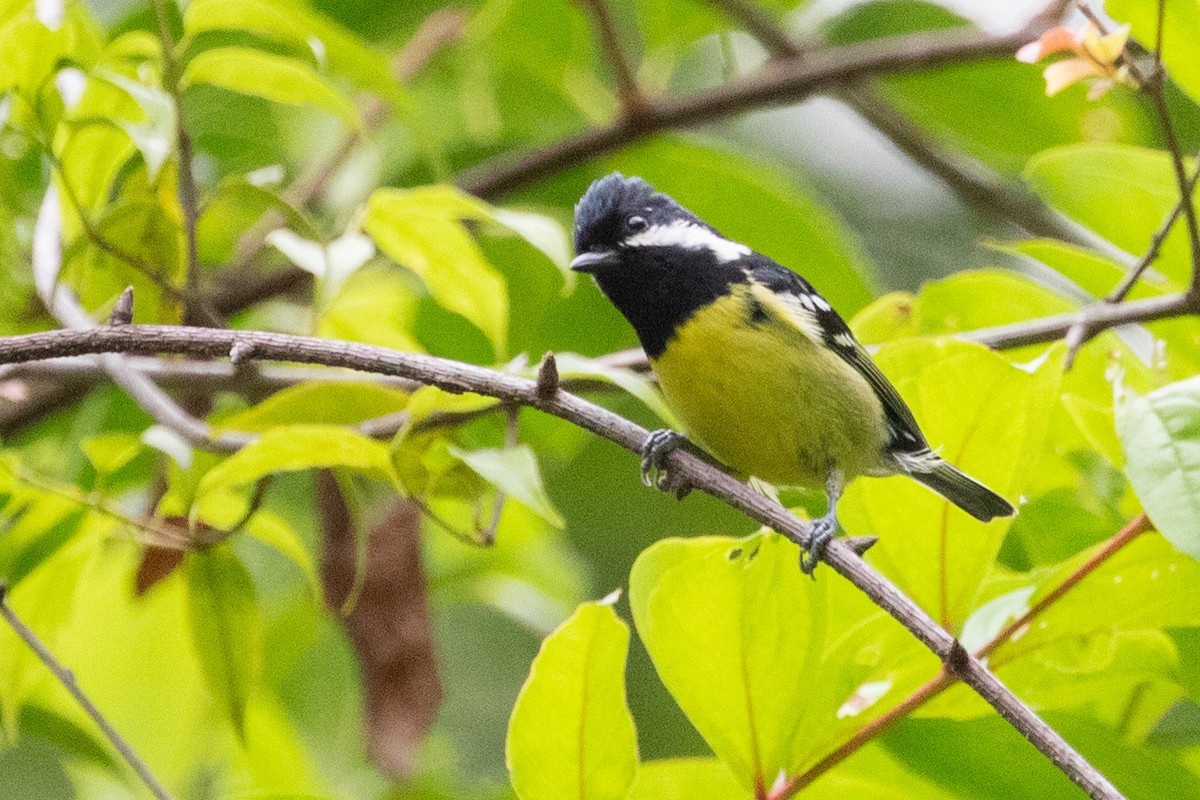 Yellow-bellied Tit - ML622009550