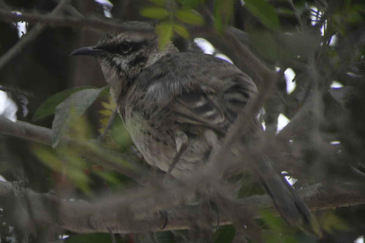 Long-tailed Mockingbird - Santiago Bolarte