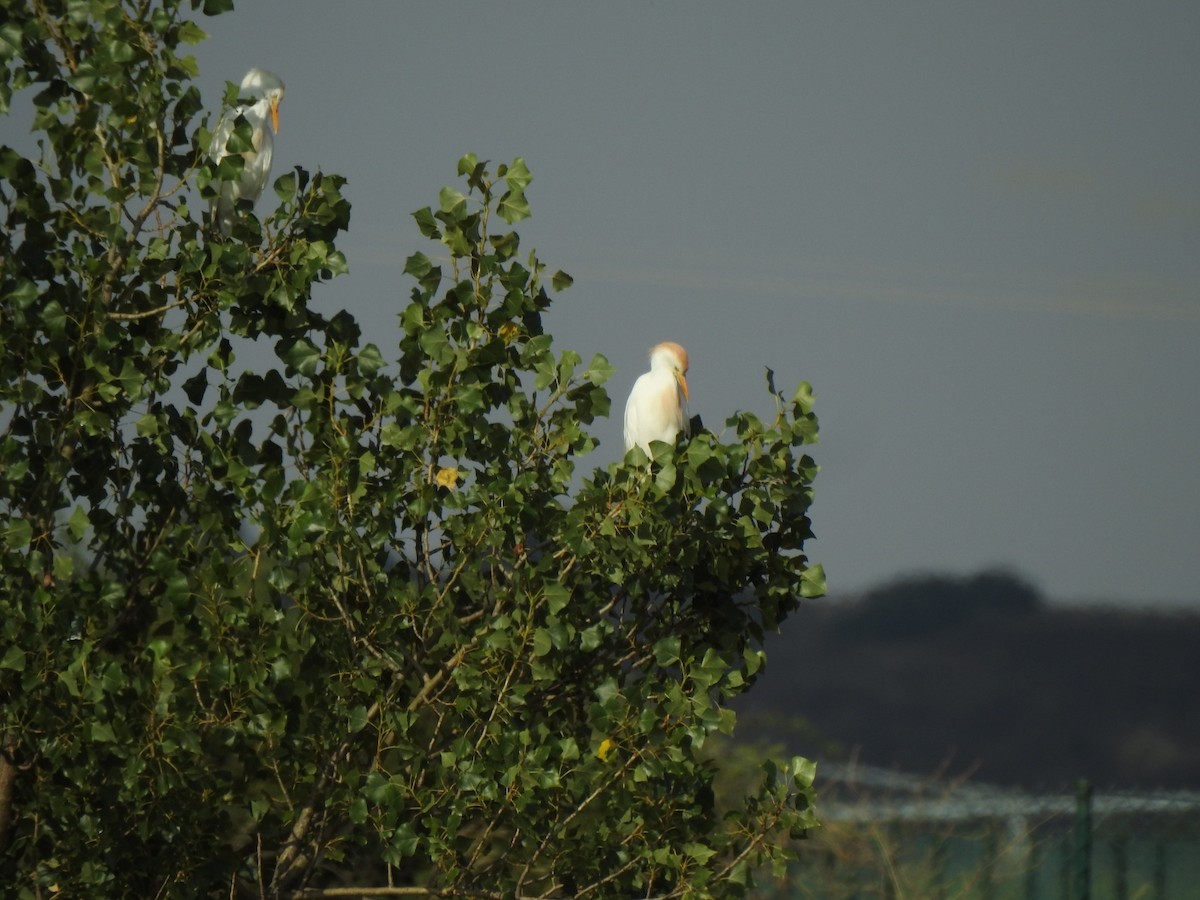 Western Cattle-Egret - ML622009719