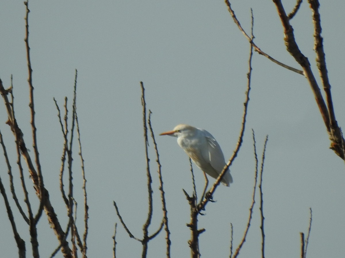 Western Cattle-Egret - ML622009720