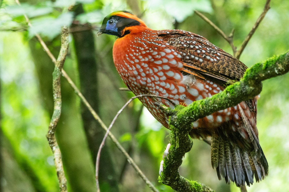 Temminck's Tragopan - ML622009741