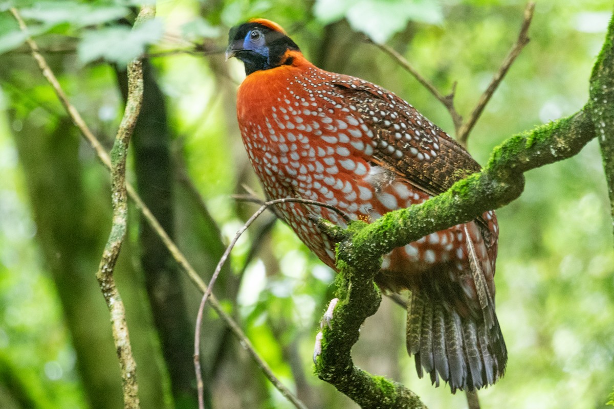 Temminck's Tragopan - ML622009742