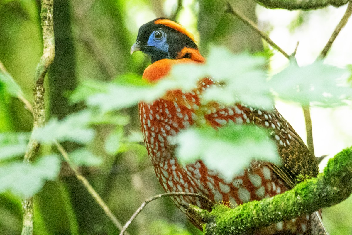 Temminck's Tragopan - ML622009746