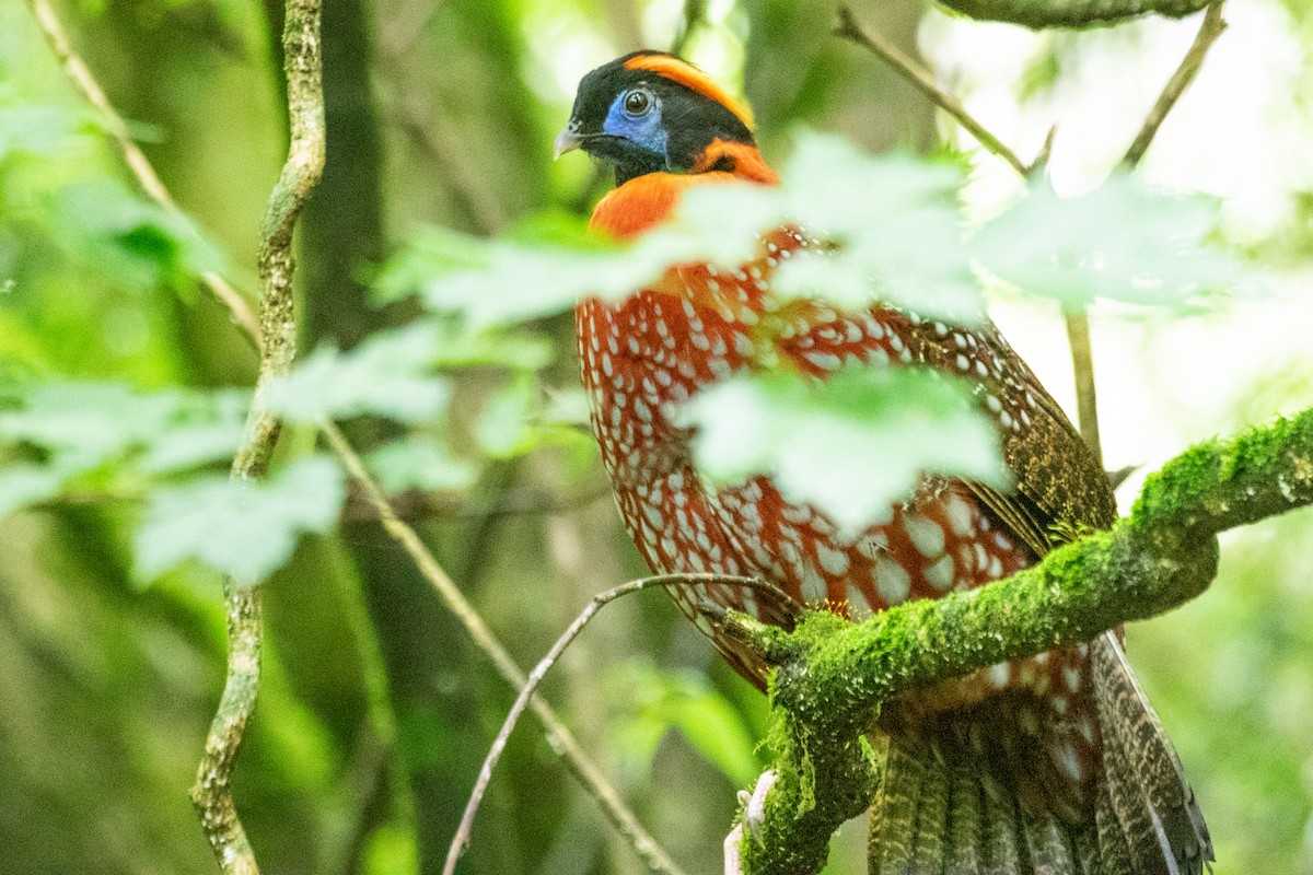 Temminck's Tragopan - ML622009749