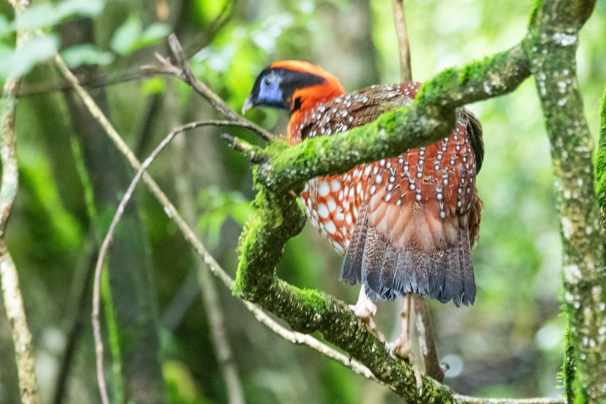 Temminck's Tragopan - ML622009751